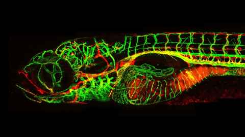 Bright image of a scanned fish