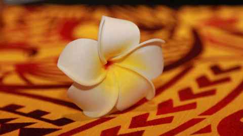 A frangipani flower