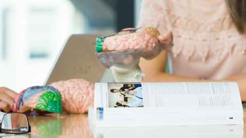 A table with an open textbook and models of the brain.