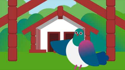 Lou the kereru at Waipapa marae