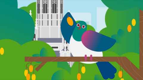 Lou, the campus kereru